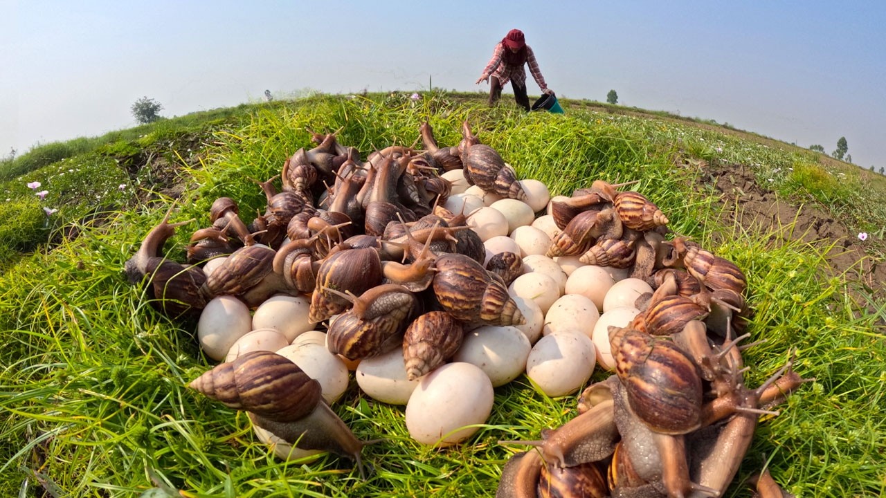 Harvesting Giant Snails and Wild Duck Eggs by Hand – Amazing Discovery!
