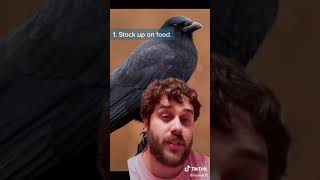 How to befriend a crow *not mine*