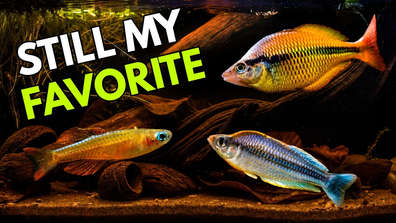 Why I Keep Coming Back to Rainbowfish