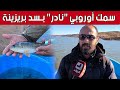 سمك أوروبي نادر يتواجد بسد بريزينة بالبيض شاهد