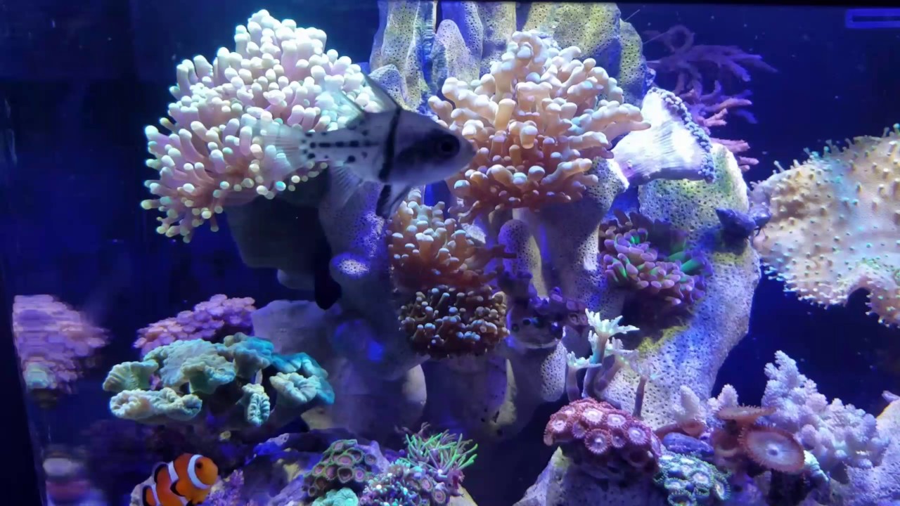 12 gallon nano reef tank 2 months later