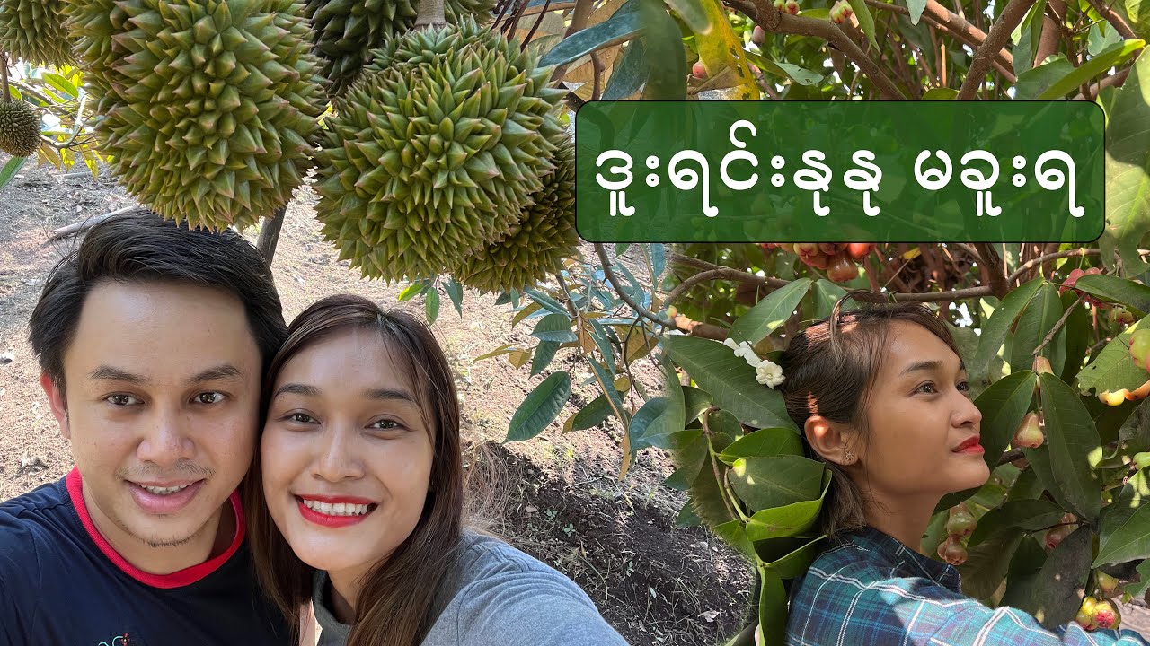 ဒူးရင်းခြံ Vlog