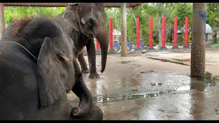 Elephant "San Meung" Mourning When His Friend Leave Him Behind - ElephantNews