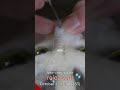 【ASMR】羊毛フェルト猫ザクザク_Wakunecoブルーちゃん_#Shorts