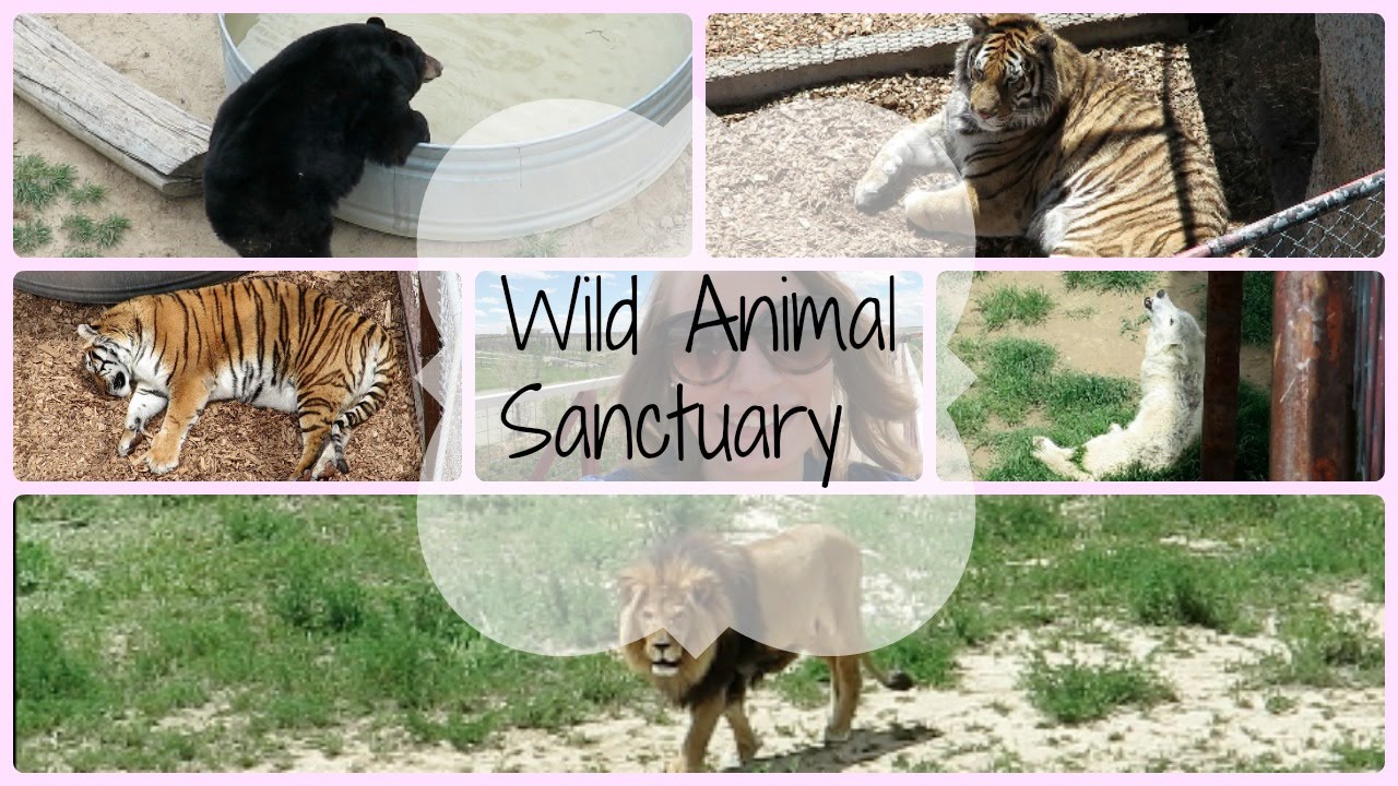 A Trip to the Wild Animal Sanctuary :)
