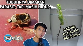 PARASlT PALING MENGERlKAN YANG MENGGEROGOTl DARI DALAM TUBUH! Jangan Dekat Dekat!