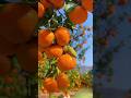 Mandarin Orange Good for Health