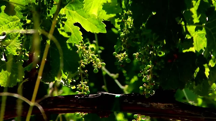 Humboldt Made: WInnett Vineyards Segment