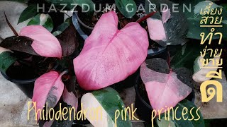 การขยายพันธุ์  Philodendron pink princess. Hazzdum Garden