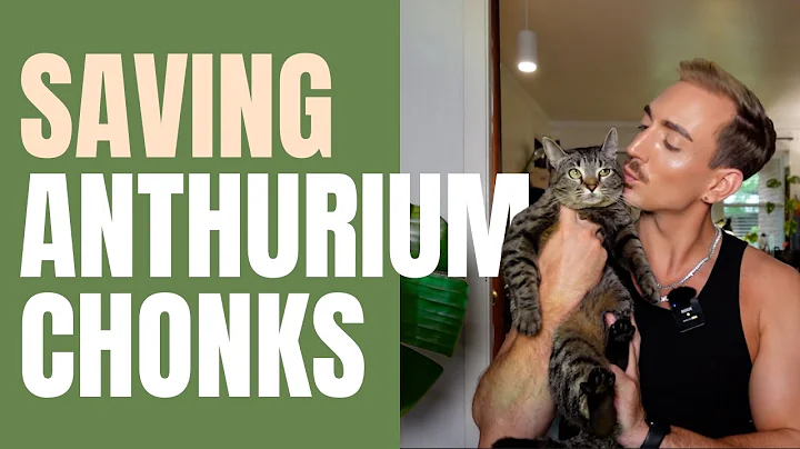 How to Save Dying Anthuriums From Just a Chonk | Root Rescue & Propagation Tips