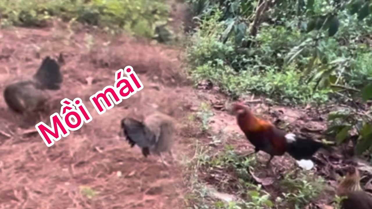 Phương lele TV- bẫy gà rừng bằng gà mái