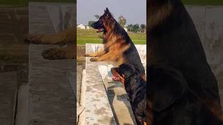 Top most 3 Selling Dog breed in India#rottweiler #pittbull #germanshepherd #shortvideo #viral