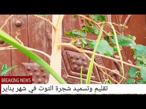 فيديو: ما هي فاكهة Yangmei - تعرف على زراعة نباتات Bayberry الصينية