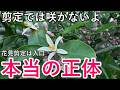 レモン初心者が最初に知ること!剪定や肥料では花は咲かない理由|前提を整えるやさしい果樹講座