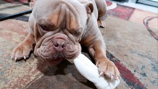 BULLDOG ENJOYING HIS BONE | SATISFYING SOUND | OLDE ENGLISH BULLDOG 🐶