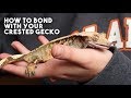 5 TIPS THAT WILL MAKE YOUR CRESTED GECKO LOVE YOU!