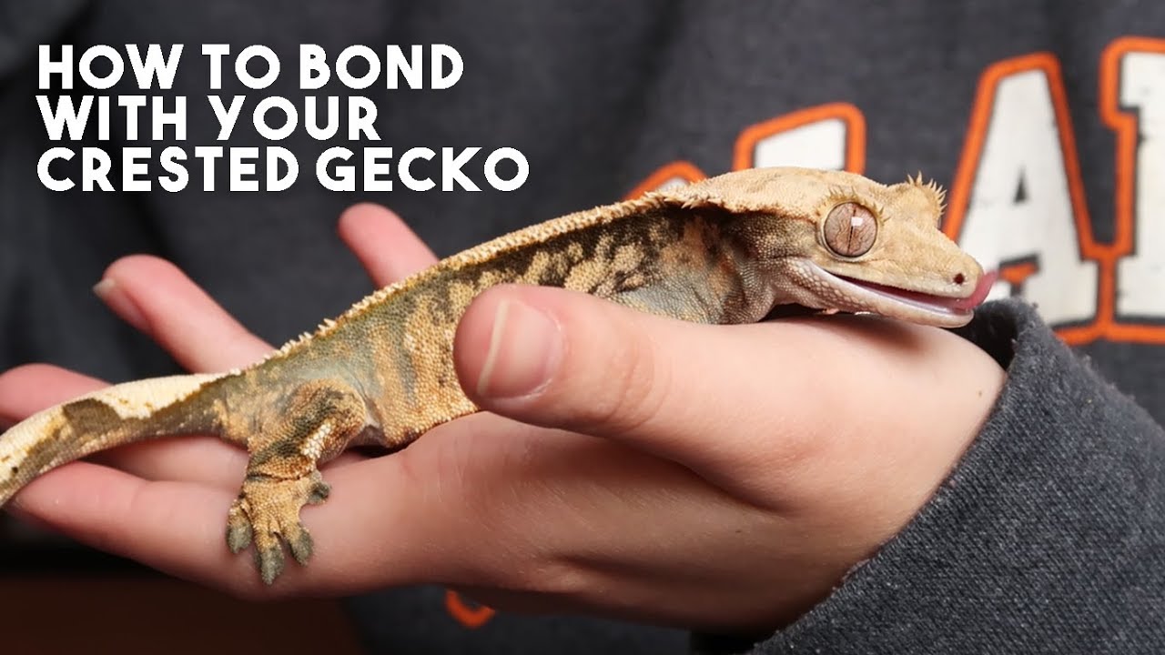 Do Crested Geckos Like To Be Held?