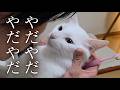 愛猫と妻の愛情&爆笑歯磨き😂😂😂