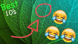 Top 10 OAK LEAVES That Come From TREES