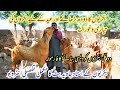 Sialkoti goats Master javed butt interview about goat & bakra farming business tips for eid 2021