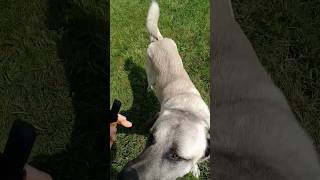 Kangal E Collar training update