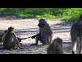 Hilarious baby baboon tail pulled!!