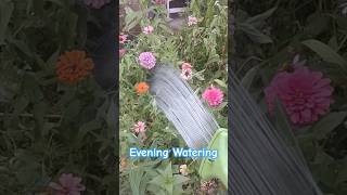 Why Evening Watering Helps Plants Thrive! Best Garden Watering Tips 🌿💧 #Gardening #habitatgardening