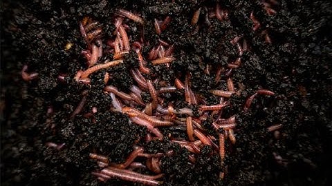 Vermicomposting with Revival Gardening | Worm Composting
