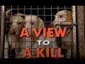 A View to a Kill