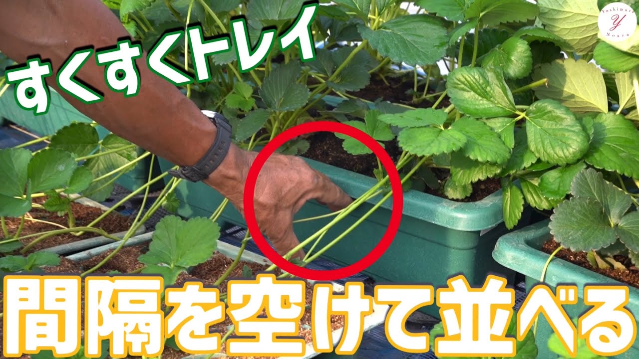 いちご栽培】育苗期のすくすくトレイ並べの注意点をご紹介！ - YouTube