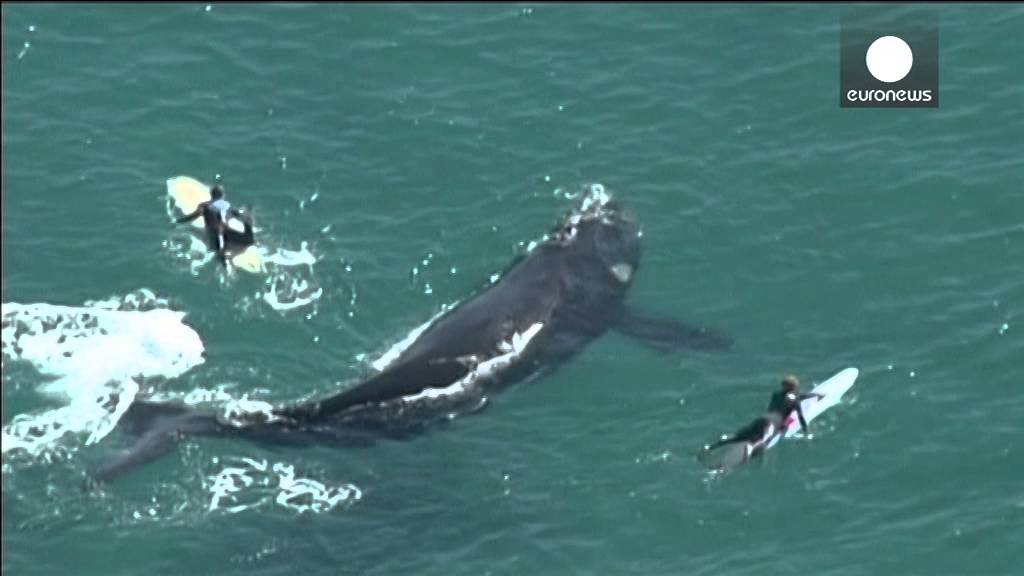 Incredible encounter: Australian surfers paddle next to whale