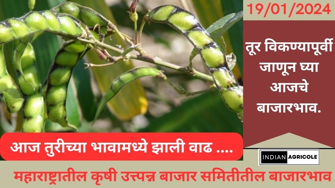 Tur Rate Today II Ajache Tur Bazar Bhav II 19/01/2024 YouTube