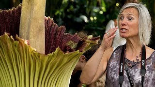 Corpse Flower in bloom