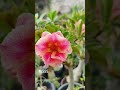 Rosa do deserto Ts 555#itzy #mescladas#ts#rosadodeserto #cores