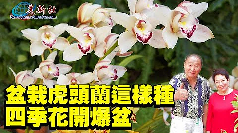 盆栽虎頭蘭這樣種，四季花開爆盆！ - 天天要聞