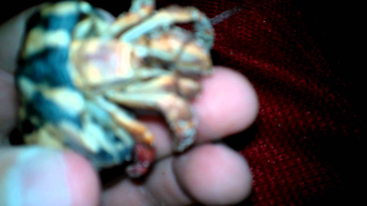 camera iphone 8 plus apk hermit crab picking