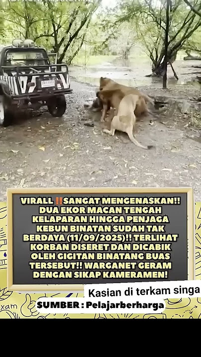Penjaga singa di terkam #shortvideo #viral