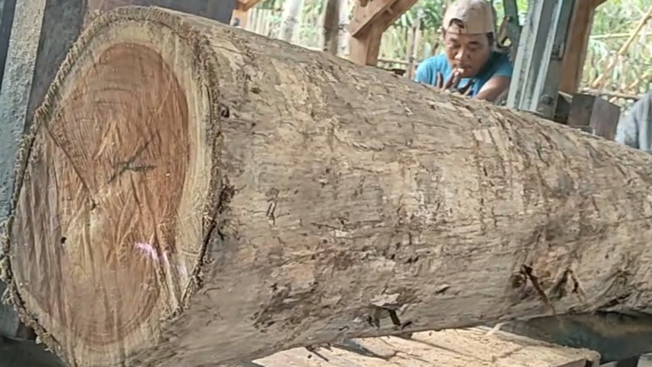 The process of sawing super teak wood into house construction materials ...
