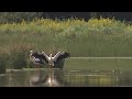 Oiseau migrateur la cigogne et le hron cendr