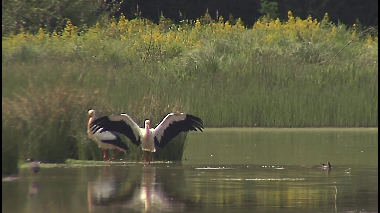 oiseau migrateur la cigogne et le héron cendré YouTube — free download