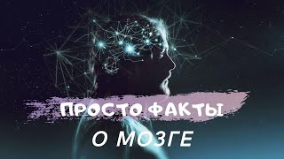 Факты о мозге, которые ты мог не знать