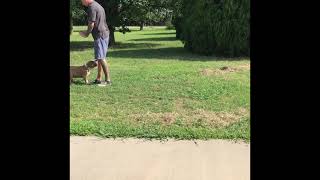 KeepitBully Kennel Tut Evaluation & Stack/Show Practice