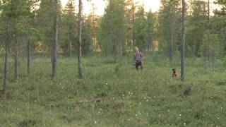 Fågelhundsträning och jakt by Jaguargruppen Sverige 445 views 3 years ago 58 seconds