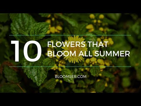 Video: Kokios Gėlės žydi Liepos Mėnesį