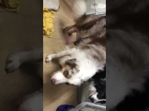 Phối giống chó border collie