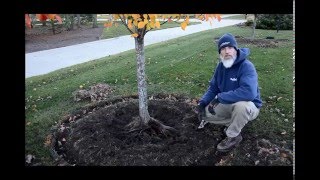 Performing a Root Excavation with Bruce our Good Nature Arborist