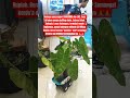 SUDAH BAHAGIA DENGAN CARA SEDERHANA ?! #fyp #viral #berkebun #motivasikerja #tanamanhias #trending