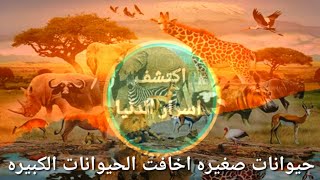 حيوانات صغيره ا خافت الحيوانات الكبيره عالم الحيوان اغرب الحيوانات المفترسه