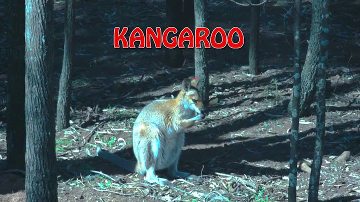 What is a Kangaroo ? - A YouTube Visual Dictionary Learning Space Hosted by Chris Wells