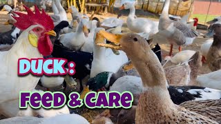 Duck Feed & Care Day 86| Local Duck Farm | Organic Duck Farm | Village Farm | Andhra Pradesh by Indian Agri Farm 478 views 2 years ago 8 minutes, 21 seconds